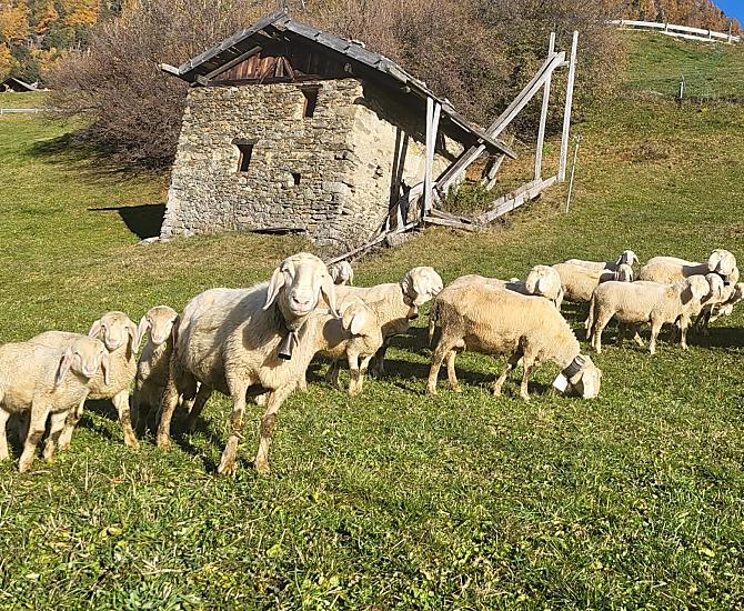 The sheep are at home in autumn