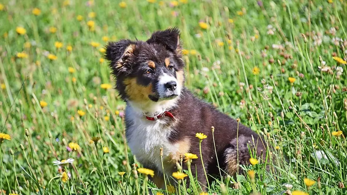 Hofhund Lotta