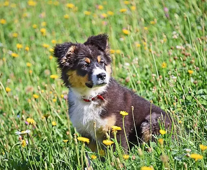 Hofhund Lotta
