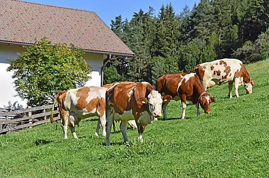 Fuchshof - list Photo