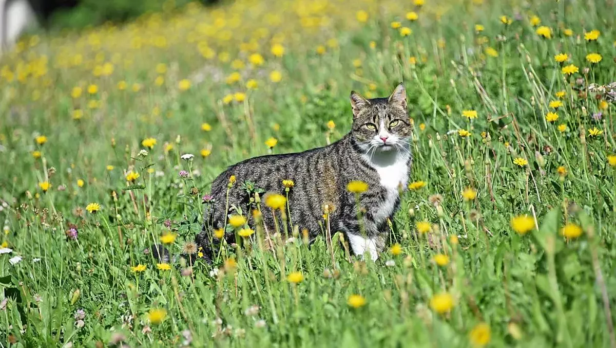 Unser Kater Sigi
