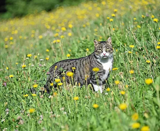 Unser Kater Sigi