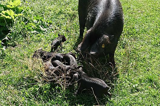 Alpenschwein