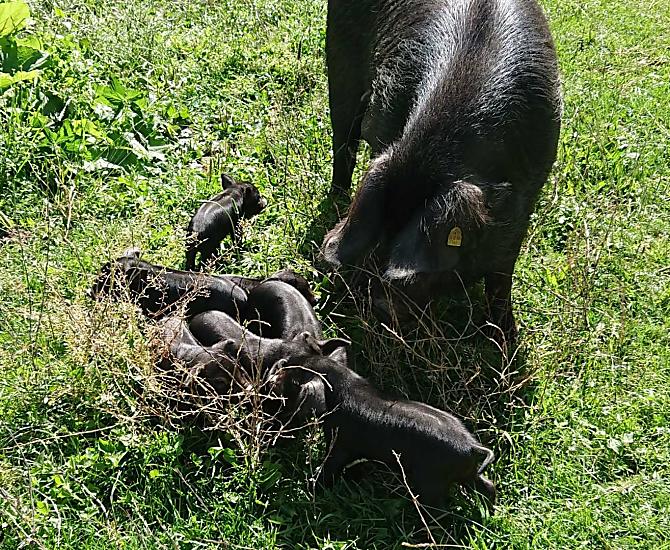 Alpine pig