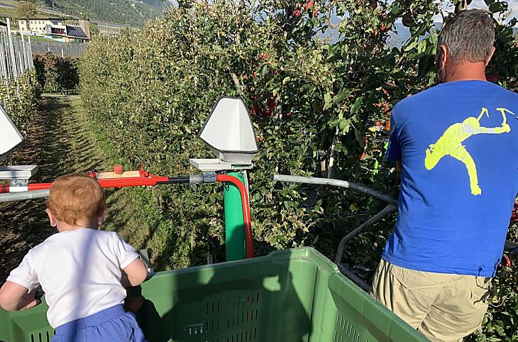 Picking apples