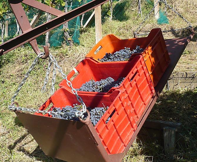 Weinlese der besonderen Art