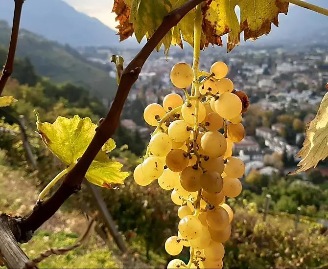 Die Goldmuskateller Traube wird als letztes geerntet.