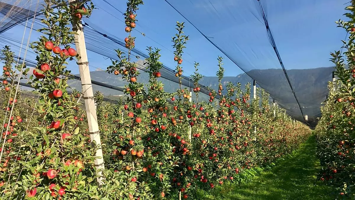 Die neue Apfelsorte Giga kurz vor der Ernte
