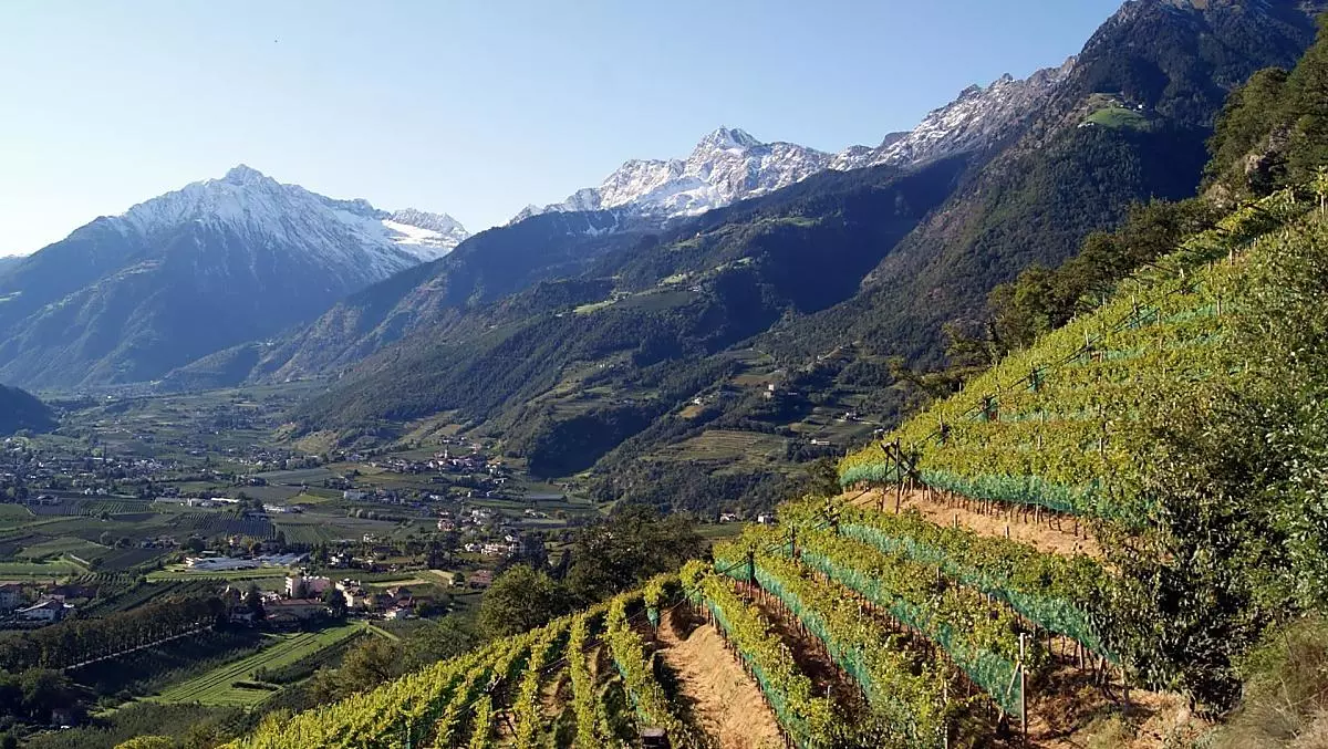 unsere Weinberge im Herbst