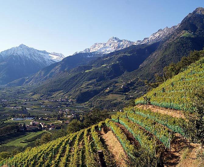 unsere Weinberge im Herbst