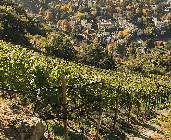 Der Cabernet Weinacker 