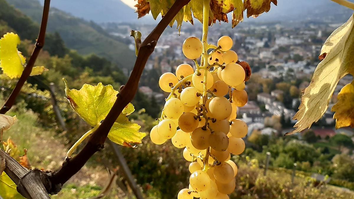 The Goldmuskateller grape is the last to be harvested here.