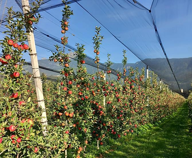 The new Giga apple variety just before being harvested