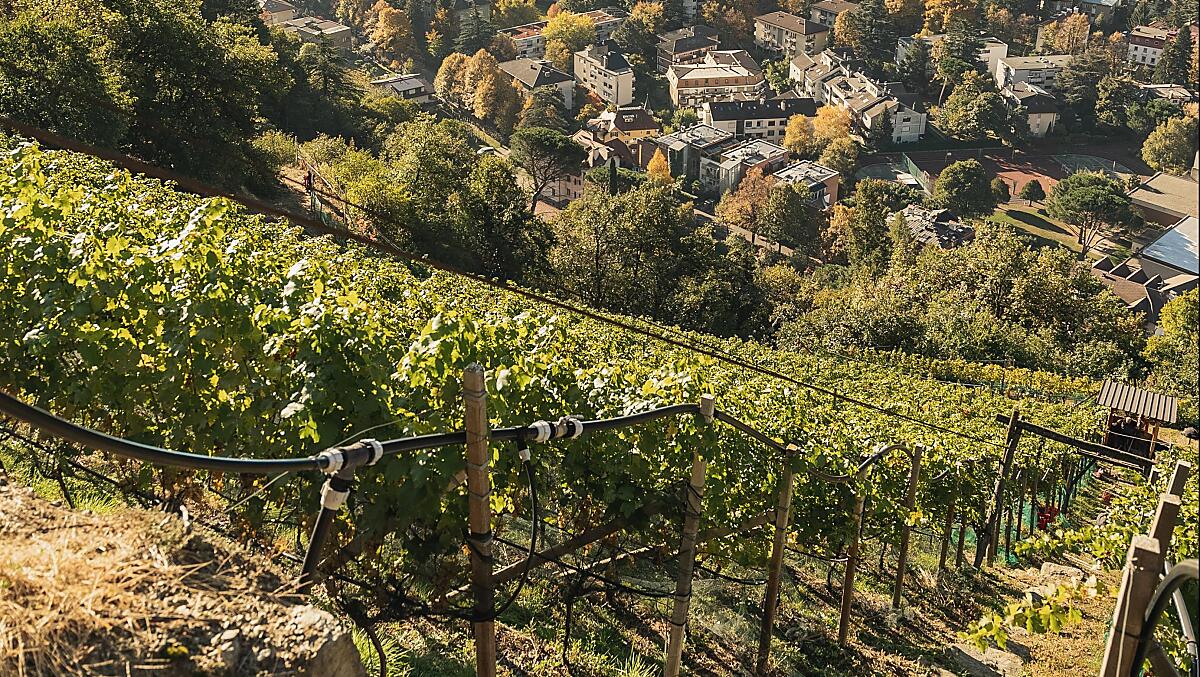 The Cabernet vineyard