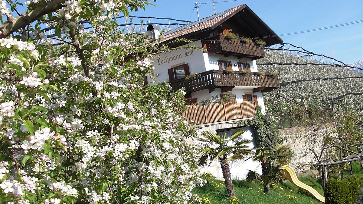The apple blossom in spring