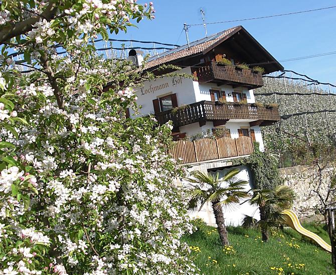 The apple blossom in spring