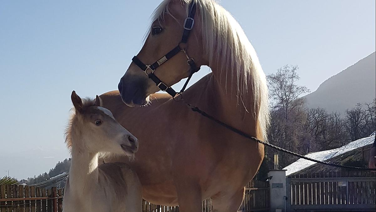 Since we run a small Haflinger breeding business, there are offspring on the farm almost every year.