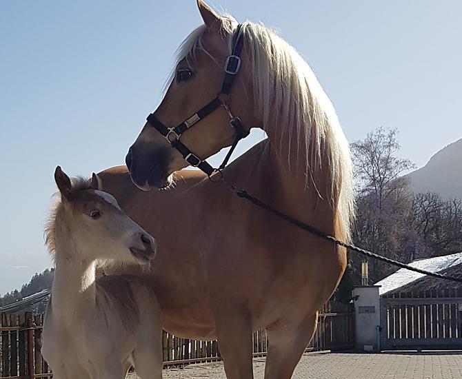 Since we run a small Haflinger breeding business, there are offspring on the farm almost every year.