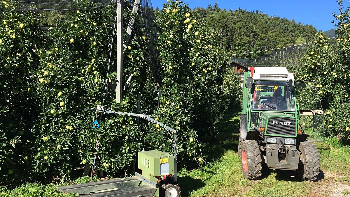 Apple harvest from August to October