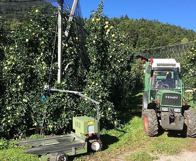 Apple harvest from August to October