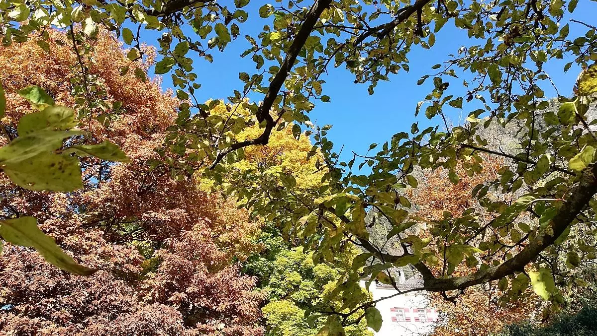 Herbststimmung in unserem Garten, angrenzend zum Schloss Ansiedl