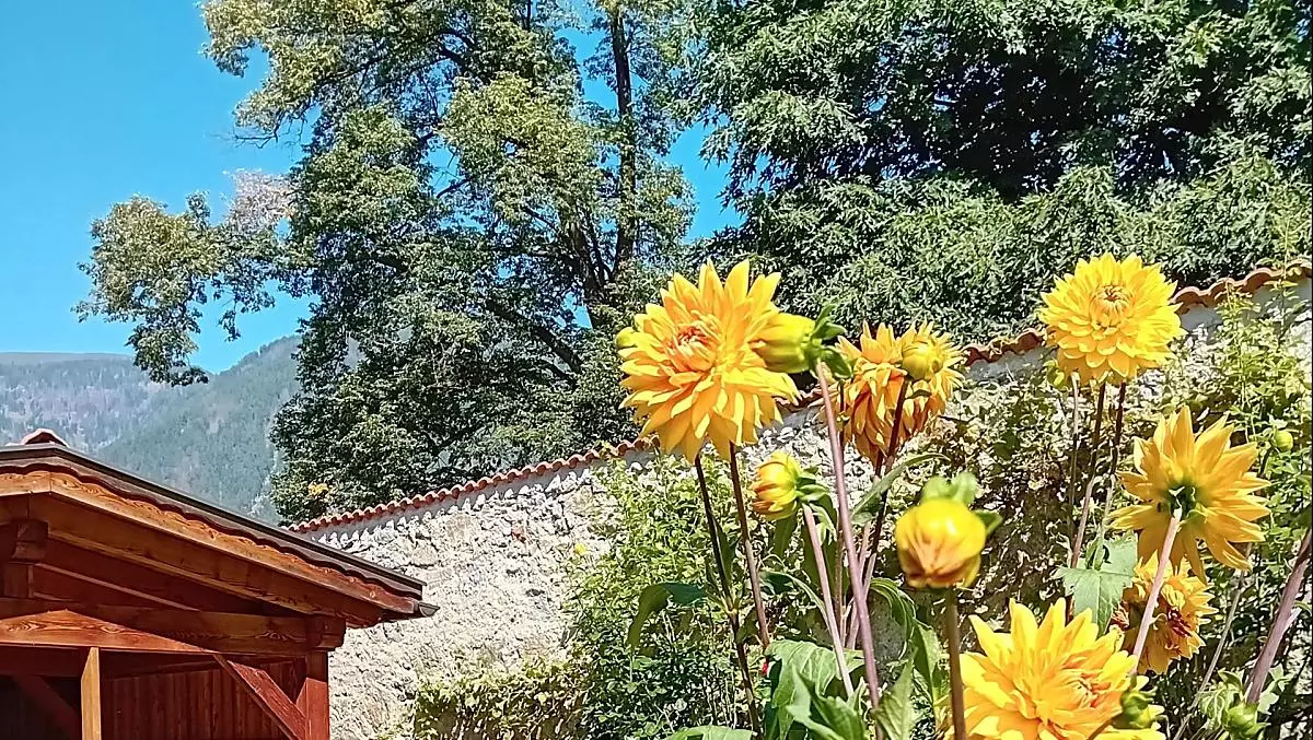 Bachlechnerhof - gallery Photo