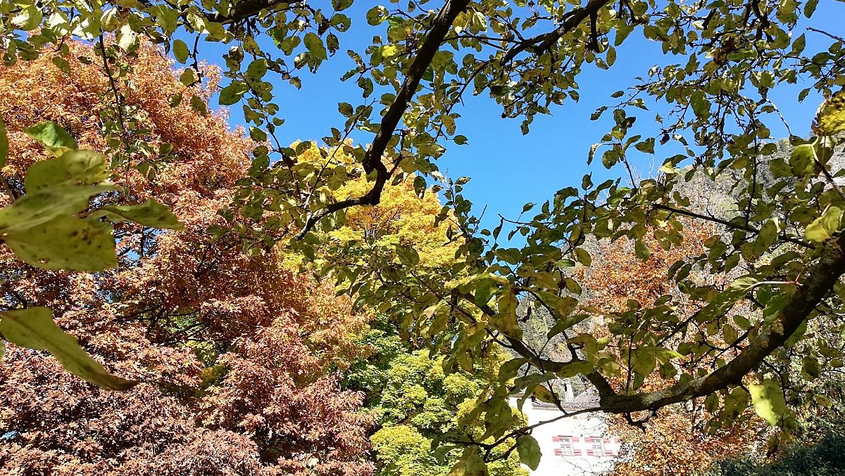 Autumn mood in our garden, which is next ot Schloss Ansiedl