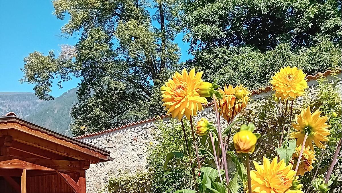 Bachlechnerhof - gallery Photo