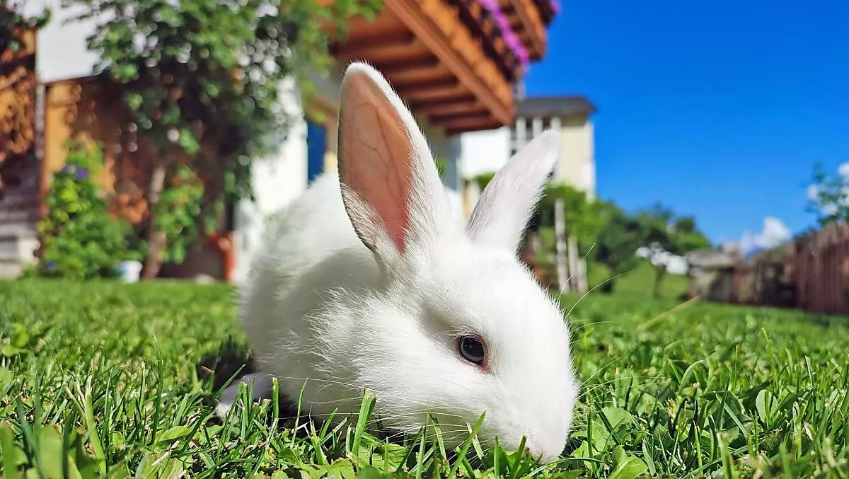 Für die Kinder gibt es einen Streichelzoo mit Kaninchen und Meerschweinchen.