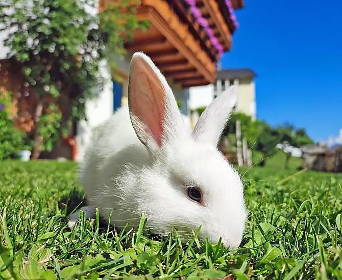 Für die Kinder gibt es einen Streichelzoo mit Kaninchen und Meerschweinchen.
