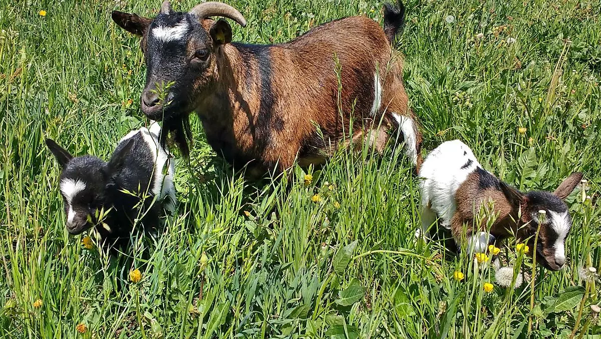 Ziege Lisl mit ihrem Nachwuchs