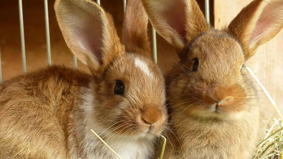 Für die Kinder gibt es einen Streichelzoo mit Kaninchen und Meerschweinchen.