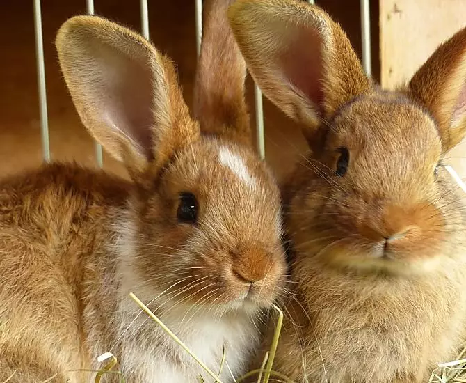 Für die Kinder gibt es einen Streichelzoo mit Kaninchen und Meerschweinchen.
