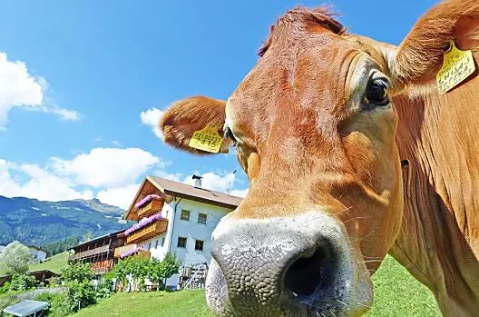 Our Luisa enjoys the sun and the meadows in front of the farm.