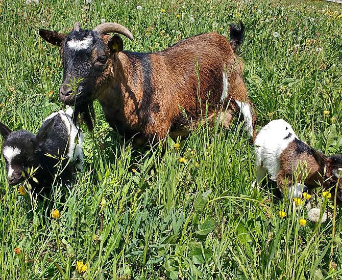 Lisl the goat with her offspring