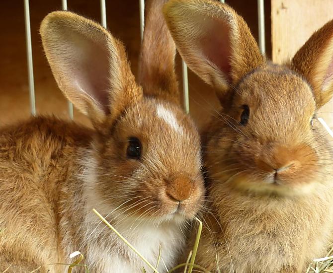 There is a petting zoo for the children with rabbits and guinea pigs.