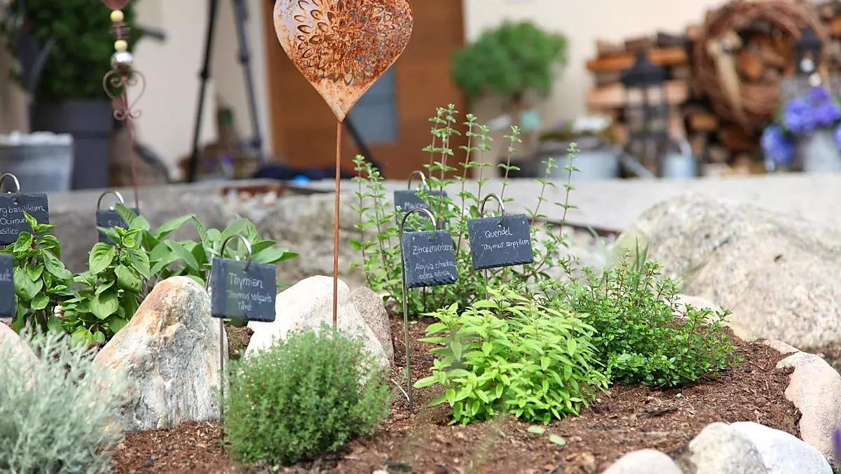 Our herb garden is beginning to grow...