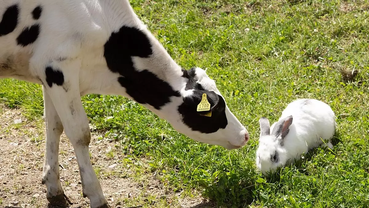 Unser Kälbchen Emma und der Hase Hoppel