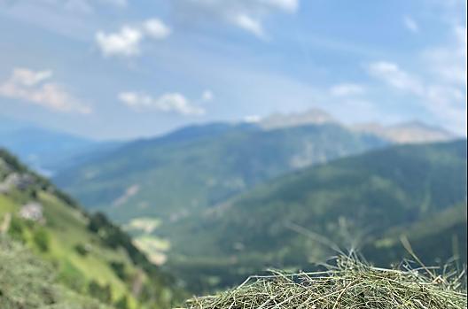 Lots of work by hand on steep slopes is what our harvest is about.