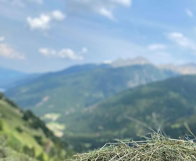 Lots of work by hand on steep slopes is what our harvest is about.