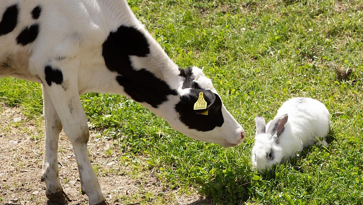 Our calf Emma and the rabbit Hoppel