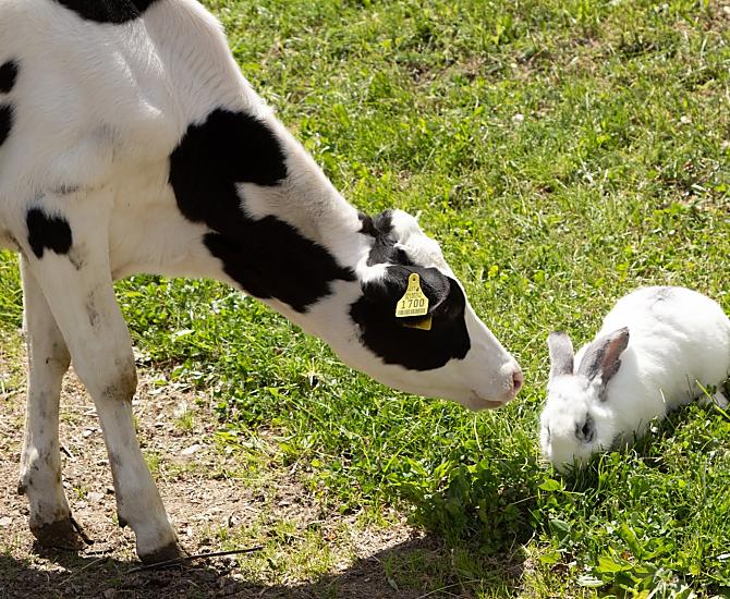 Our calf Emma and the rabbit Hoppel