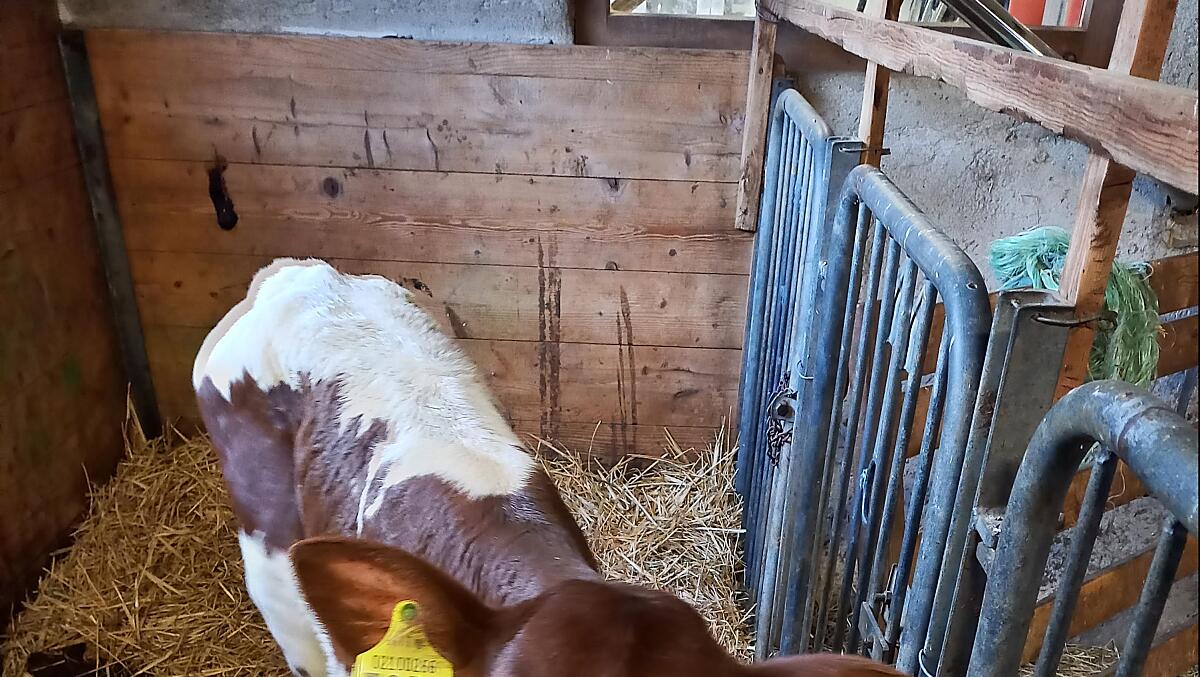 We rear cattle from the endangered Pinzgauer breed in our cowshed.