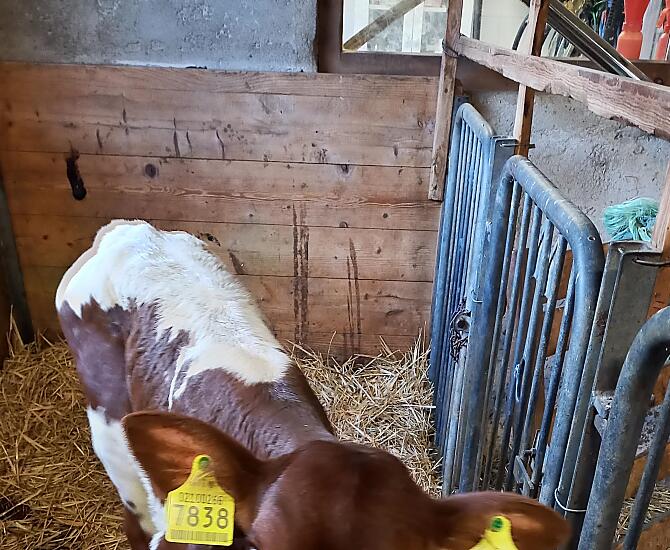 We rear cattle from the endangered Pinzgauer breed in our cowshed.