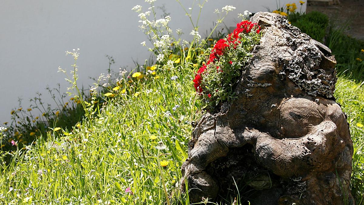 Flowers adorn our entrance area