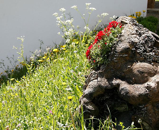 Flowers adorn our entrance area