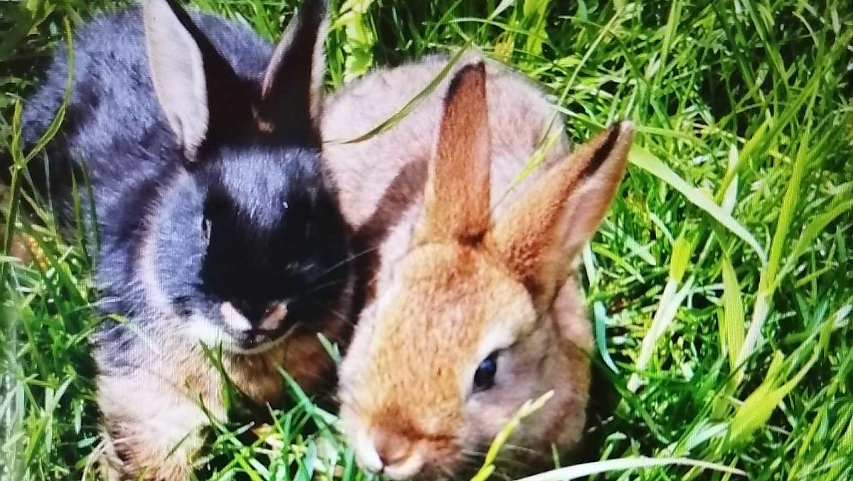Kaninchen im frischen Gras