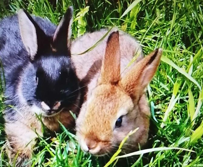 Kaninchen im frischen Gras