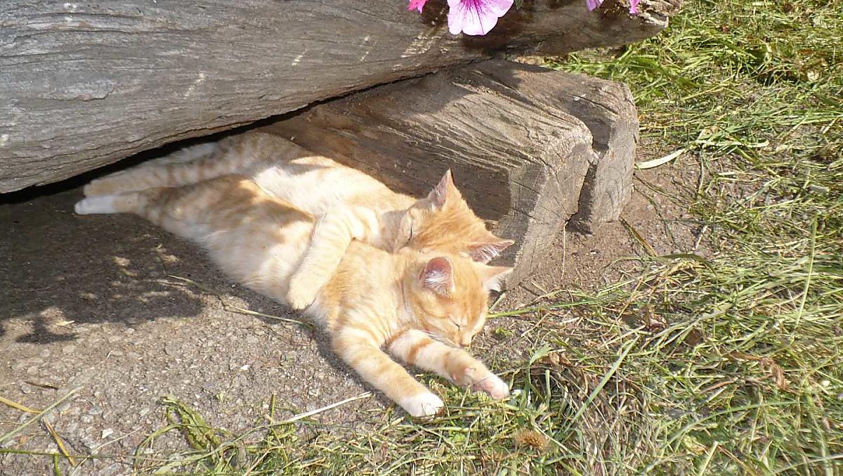 Kittens