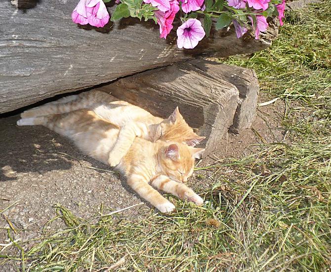 Kittens
